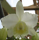 Marjorie Hausermann 'York'  HCC/AOS